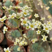 Saxifraga  'Doctor Clay'